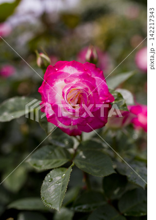 薔薇園にピンク色と白色の薔薇の花が咲いています。このバラの名前はディスティニィ(Destiny)です 薔薇園にピンク色と白色の薔薇の花が咲いています。このバラの名前はディスティニィ(Destiny)です 142217343