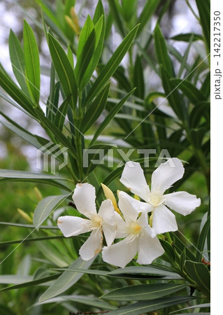 白いキョウチクトウの花 白いキョウチクトウの花 142217350