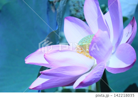 蓮の花 蓮の花 142218035