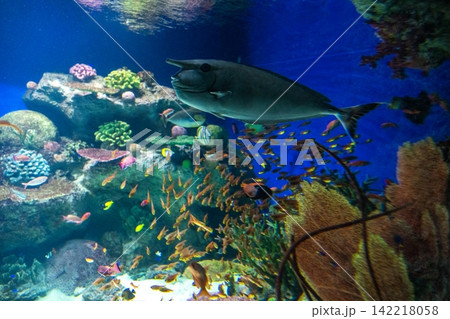 水族館は楽しい 142218058