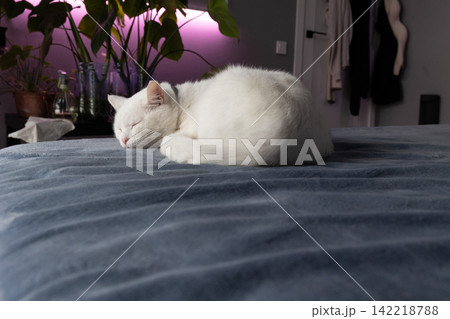 White cat sleeping on blue blanket in purple-lit cozy indoor bedroom White cat sleeping on blue blanket in purple-lit cozy indoor bedroom 142218788