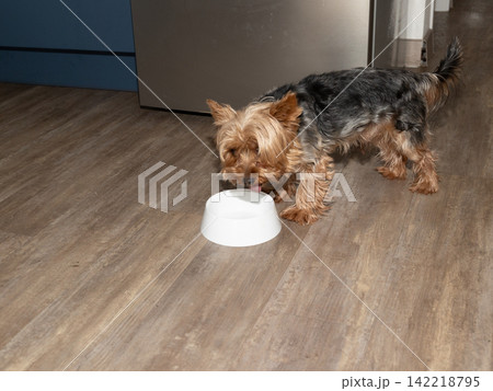 Dog drinking from a white ceramic bowl in a cozy indoor kitchen 142218795