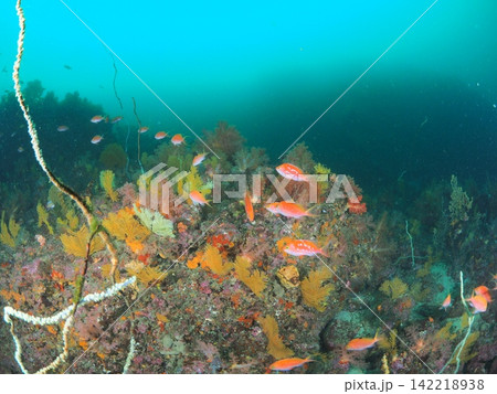 伊東の海に揺れる黄色いウミシダと熱帯魚 伊東の海に揺れる黄色いウミシダと熱帯魚 142218938