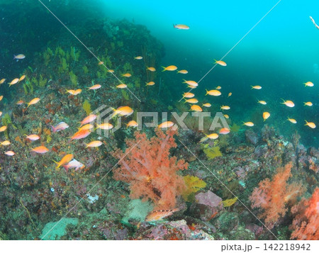 伊東のソフトコーラルの根に群れる熱帯魚 142218942