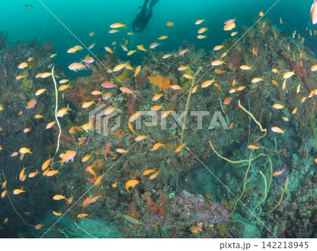 伊東の魚群の向こうに浮かぶダイバーのシルエット 伊東の魚群の向こうに浮かぶダイバーのシルエット 142218945