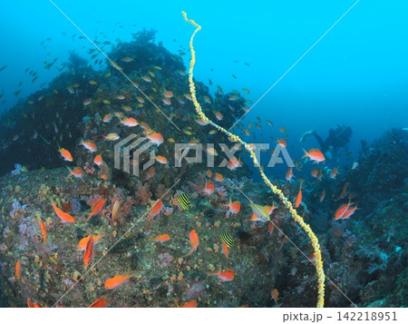 伊東の根に群れるサクラダイと青い海 伊東の根に群れるサクラダイと青い海 142218951