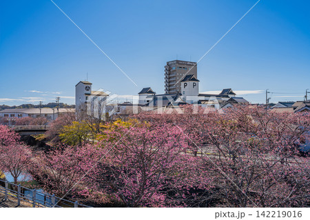 掛川市の掛川城周辺の逆川沿いに咲く掛川桜の風景(静岡県) 掛川市の掛川城周辺の逆川沿いに咲く掛川桜の風景(静岡県) 142219016