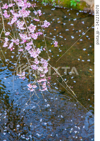 川面に散る花びらとしだれ桜の枝、京都 川面に散る花びらとしだれ桜の枝、京都 142219078