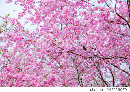 鮮やかなピンク色のしだれ桜が空を覆う、京都 142219079
