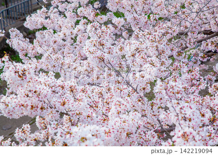 満開の桜クローズアップ 京都の春 満開の桜クローズアップ 京都の春 142219094