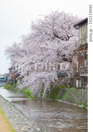 運河沿いの桜並木 京都の町並み 運河沿いの桜並木 京都の町並み 142219095
