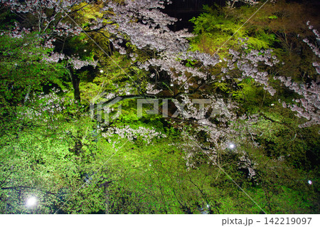 夜桜と新緑 清水寺の桜 夜桜と新緑 清水寺の桜 142219097