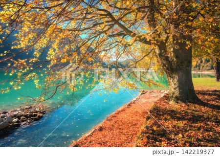 Large maple tree with yellow autumn leaves on turquoise lake Large maple tree with yellow autumn leaves on turquoise lake 142219377