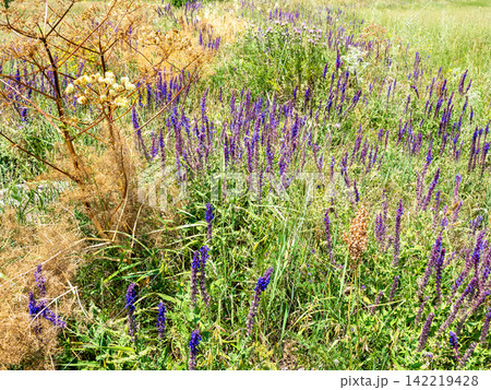 wild sage plant on green mountain meadow 142219428