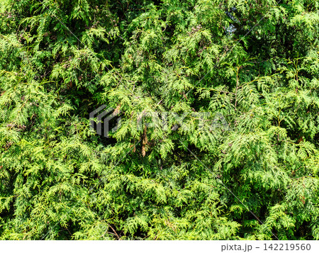 background from sunlit lush foliage of thuja tree 142219560