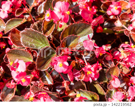 red begonia plant close-up on flowerbed in summer red begonia plant close-up on flowerbed in summer 142219562