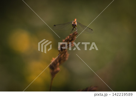 A dragonfly on the grass in the wind 142219589