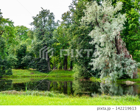 view of pond with willow in park on summer day view of pond with willow in park on summer day 142219613