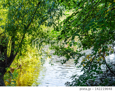 green tree leaves over water surface on summer day green tree leaves over water surface on summer day 142219648