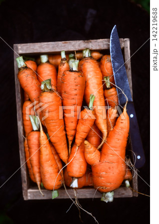 Carrots with trimmed tops arranged tightly in wooden crate Carrots with trimmed tops arranged tightly in wooden crate 142219688