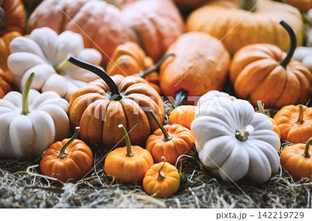 Different types and colors of pumpkins close up Different types and colors of pumpkins close up 142219729
