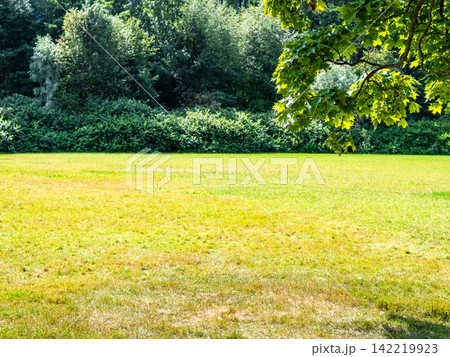 green branch of maple and blurred sunlit meadow green branch of maple and blurred sunlit meadow 142219923