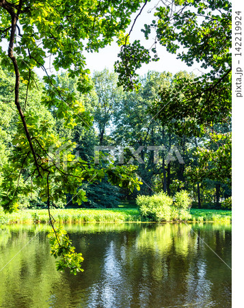 green branch of oak tree on foreground and pond 142219924