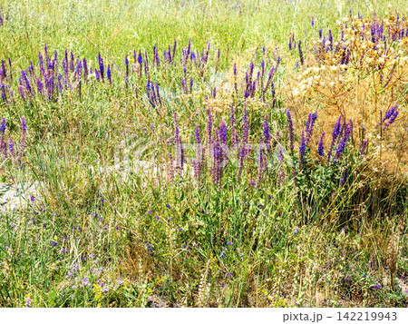 colorful mountain meadow with flowering sage plant 142219943