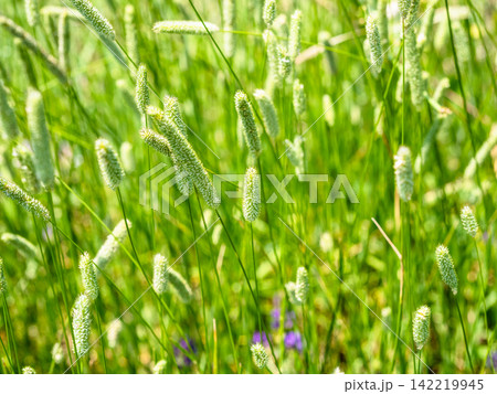 timothy grass close-up on green mountain meadow 142219945
