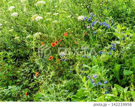 colorful flowers in wet grass in Dzoraget gorge colorful flowers in wet grass in Dzoraget gorge 142219956