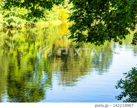 green maple foliage and surface of water pond green maple foliage and surface of water pond 142219967
