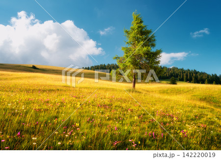 Single green larch tree on blooming wildflower meadow hill 142220019