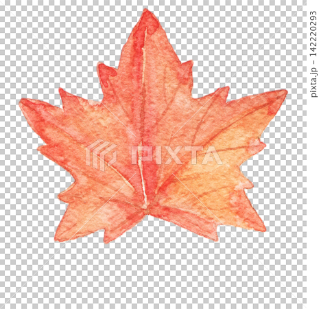 Watercolor red maple leaf. Hand painted vintage botanical illustration for fairy tale artwork, nursery decor, seasonal compositions, clip art collections and creative projects. Watercolor red maple leaf. Hand painted vintage botanical illustration for fairy tale artwork, nursery decor, seasonal compositions, clip art collections and creative projects. 142220293