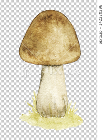 Watercolor woodland mushroom. Hand painted vintage botanical illustration for fairy tale books, storybook pages, nursery decor, autumn scenes and clipart. Watercolor woodland mushroom. Hand painted vintage botanical illustration for fairy tale books, storybook pages, nursery decor, autumn scenes and clipart. 142220296