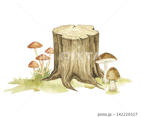 Old tree stump surrounded by woodland porcini mushrooms and grass. Watercolor hand painted forest composition for nursery decor, story illustrations and autumn themed projects. Old tree stump surrounded by woodland porcini mushrooms and grass. Watercolor hand painted forest composition for nursery decor, story illustrations and autumn themed projects. 142220327