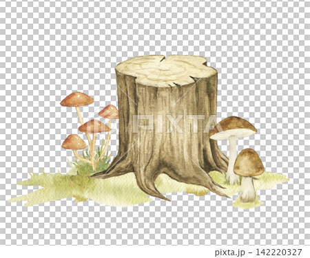 Old tree stump surrounded by woodland porcini mushrooms and grass. Watercolor hand painted forest composition for nursery decor, story illustrations and autumn themed projects. Old tree stump surrounded by woodland porcini mushrooms and grass. Watercolor hand painted forest composition for nursery decor, story illustrations and autumn themed projects. 142220327