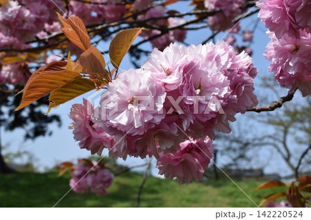 八重桜 八重桜 142220524