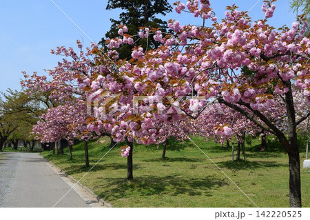八重桜 八重桜 142220525