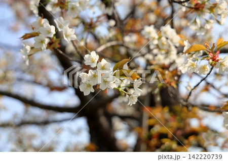 爽やか ヤマザクラの花 爽やか ヤマザクラの花 142220739