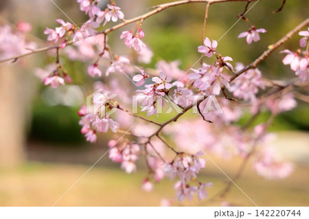 可愛い サクラの花 可愛い サクラの花 142220744