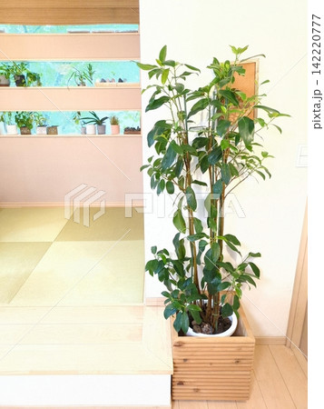 フランスゴム フィカス ルビギノーサ 10号鉢 観葉植物 大型 室内インテリア 和モダン フランスゴム フィカス ルビギノーサ 10号鉢 観葉植物 大型 室内インテリア 和モダン 142220777
