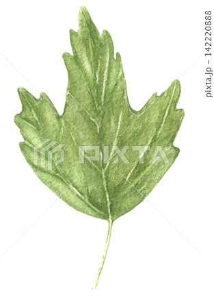 Watercolor green hibiscus leaf with pointed lobes and detailed veins, an illustration for botanical collections, wedding stationery, invitations, cards, packaging and summer crafts. Watercolor green hibiscus leaf with pointed lobes and detailed veins, an illustration for botanical collections, wedding stationery, invitations, cards, packaging and summer crafts. 142220888