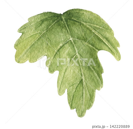 Watercolor green hibiscus leaf with detailed veins and lobed edges, an illustration for botanical collections, wedding stationery, invitations, cards, packaging, textiles and craft projects. Watercolor green hibiscus leaf with detailed veins and lobed edges, an illustration for botanical collections, wedding stationery, invitations, cards, packaging, textiles and craft projects. 142220889