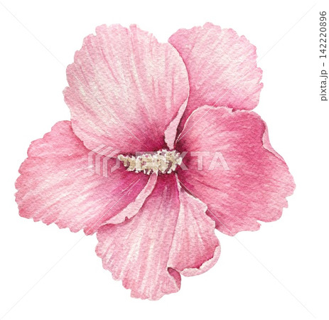 Watercolor pink hibiscus flower with five broad petals and a detailed central stamen, an illustration for wedding invitations, cards, stationery, packaging, textiles and summer projects. 142220896