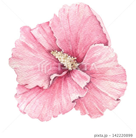 Watercolor pink hibiscus flower with broad layered petals and a prominent central stamen, an illustration for wedding invitations, cards, stationery, packaging, textiles and summer projects. 142220899