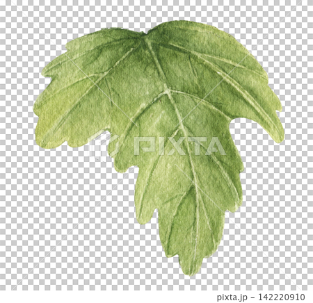 Watercolor green hibiscus leaf with detailed veins and lobed edges, an illustration for botanical collections, wedding stationery, invitations, cards, packaging, textiles and craft projects. Watercolor green hibiscus leaf with detailed veins and lobed edges, an illustration for botanical collections, wedding stationery, invitations, cards, packaging, textiles and craft projects. 142220910