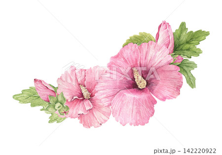 Watercolor hibiscus arrangement with pink blossoms and green leaves along a curved branch, an illustration for wedding invitations, cards, stationery, menus, packaging and summer crafts. Watercolor hibiscus arrangement with pink blossoms and green leaves along a curved branch, an illustration for wedding invitations, cards, stationery, menus, packaging and summer crafts. 142220922
