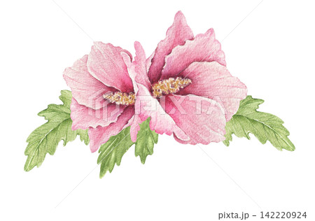 Watercolor hibiscus arrangement with two pink blossoms and green leaves, an illustration for wedding invitations, cards, stationery, menus, packaging, posters and summer decor projects. Watercolor hibiscus arrangement with two pink blossoms and green leaves, an illustration for wedding invitations, cards, stationery, menus, packaging, posters and summer decor projects. 142220924