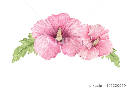 Watercolor hibiscus arrangement with two pink blossoms and green leaves, an illustration for wedding invitations, cards, stationery, menus, packaging, posters and summer decor projects. Watercolor hibiscus arrangement with two pink blossoms and green leaves, an illustration for wedding invitations, cards, stationery, menus, packaging, posters and summer decor projects. 142220929