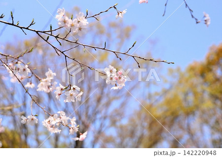 可愛い　サクラの花 142220948